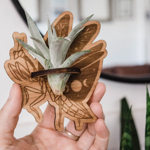 magnet wood praying mantis